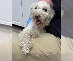 Maltipoo (Miniature) Dogs for adoption in Fort Collins, CO, USA