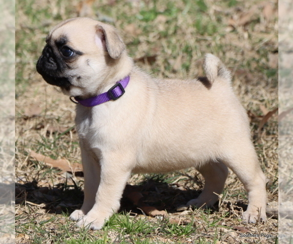 Medium Photo #27 Pug Puppy For Sale in WINNSBORO, TX, USA