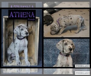 Great Dane Puppy for sale in GOWEN, MI, USA