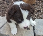 Puppy Bruiser Border Collie