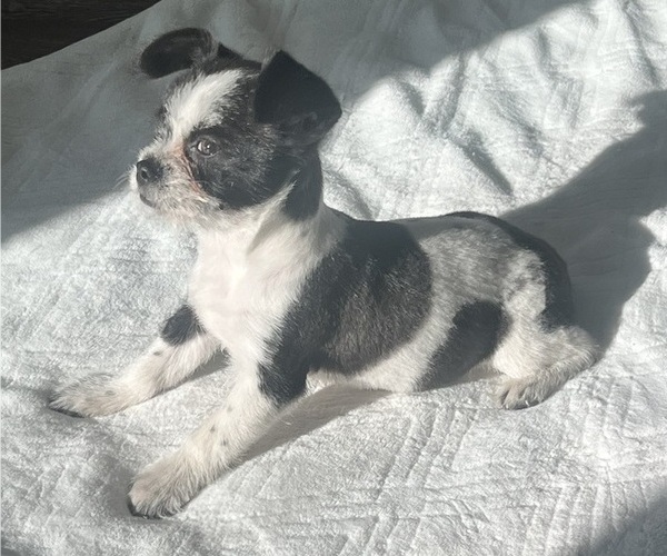 Medium Photo #5 Chi-Poo (Miniature) Puppy For Sale in JACKSONVILLE, FL, USA