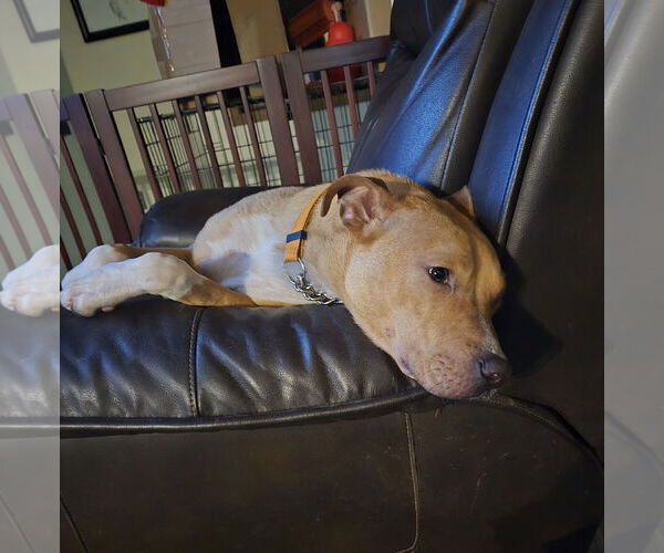 Medium Photo #1 Boxer-Unknown Mix Puppy For Sale in Brooklyn Center, MN, USA