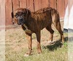 Small #1 Boxer Mix