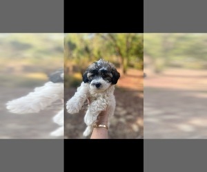 Zuchon Puppy for sale in LOS ANGELES, CA, USA