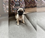 Small Photo #9 Pug Puppy For Sale in FOSTER, RI, USA