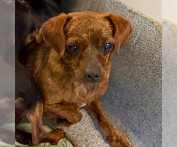 Medium Photo #1 Chihuahua Puppy For Sale in San Antonio, TX, USA