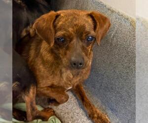 Chihuahua Dogs for adoption in San Antonio, TX, USA