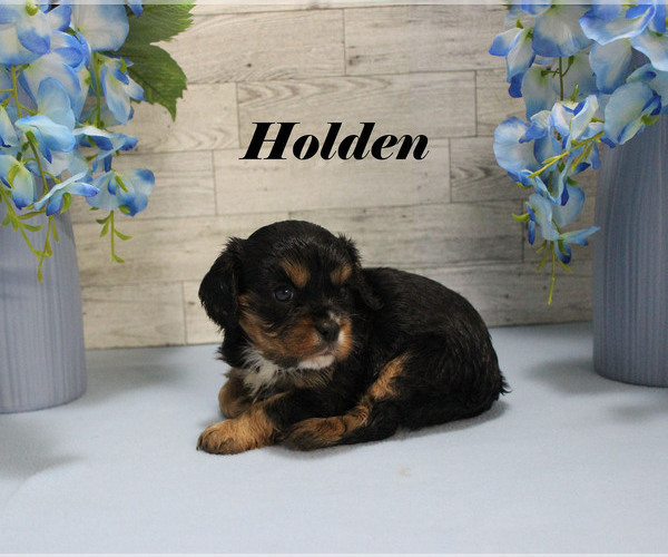 Medium Photo #11 Cavalier King Charles Spaniel Puppy For Sale in CHANUTE, KS, USA