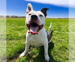 Small #6 American Pit Bull Terrier