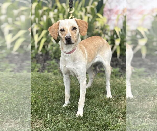 Medium Photo #1 Labbe Puppy For Sale in Batavia, NY, USA