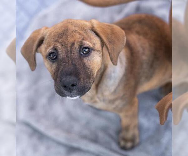 Medium Photo #4 Labrador Retriever-Unknown Mix Puppy For Sale in San Diego, CA, USA