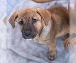 Small #3 Labrador Retriever Mix