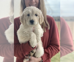 Goldendoodle Puppy for sale in ROUND ROCK, TX, USA