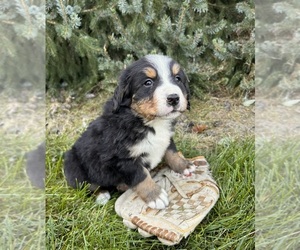 Bernese Mountain Dog Puppy for sale in MIDDLEBURY, IN, USA