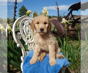 Goldendoodle Puppy for sale in PEYTON, CO, USA