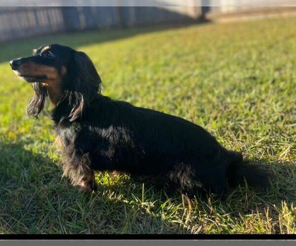 Medium Photo #1 Dachshund Puppy For Sale in Gulfport, MI, USA