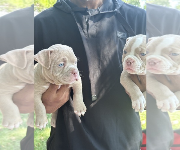 Medium Photo #3 American Bully Puppy For Sale in BOLINGBROOK, IL, USA