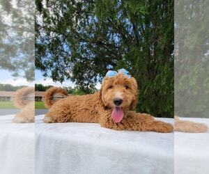 Goldendoodle Puppy for sale in KISSIMMEE, FL, USA