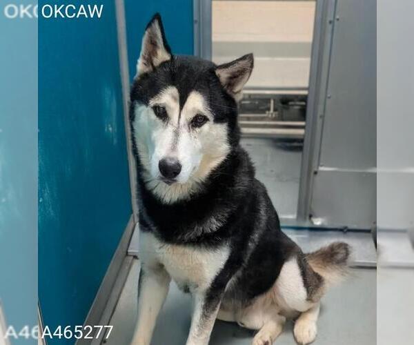 Medium Photo #1 Siberian Husky Puppy For Sale in Oklahoma City, OK, USA