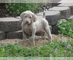 Small Photo #5 Weimaraner Puppy For Sale in AMORITA, OK, USA