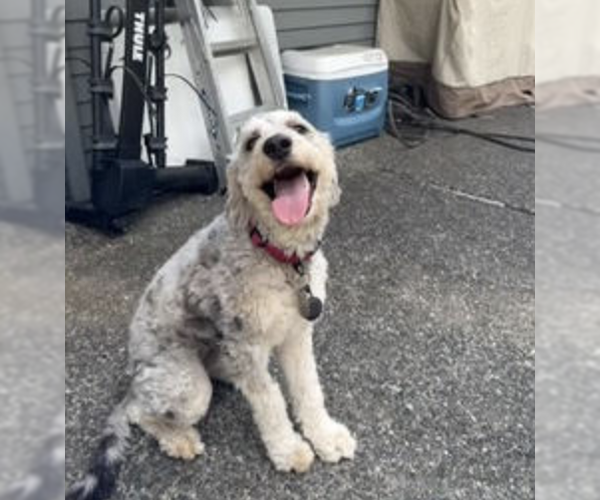 Medium Photo #2 Sheprador Puppy For Sale in Bellevue, WA, USA