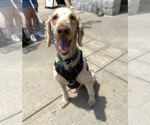 Small #5 Labradoodle