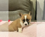 Small Photo #6 Pembroke Welsh Corgi Puppy For Sale in BILLINGS, MO, USA