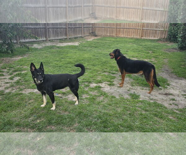 Medium Photo #3 German Shepherd Dog-Unknown Mix Puppy For Sale in La Grange , NC, USA
