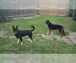 Small #2 German Shepherd Dog Mix