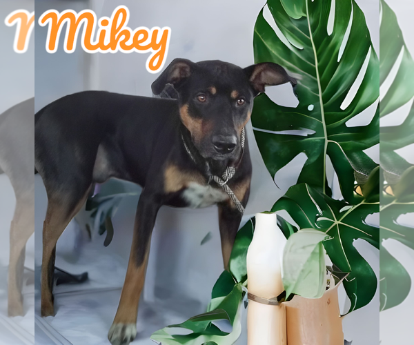 Medium Photo #3 Beauceron-Unknown Mix Puppy For Sale in Orange Grove, TX, USA