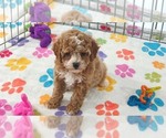 Small #1 Cavapoo (Miniature)-Poodle (Toy) Mix