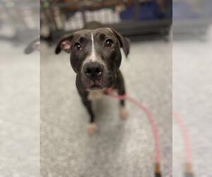 American Pit Bull Terrier-Unknown Mix Dogs for adoption in Front Royal, VA, USA