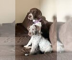 Small Photo #4 German Shorthaired Pointer Puppy For Sale in Seattle, WA, USA