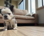 Small #6 French Bulldog