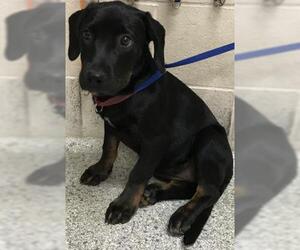 Labrador Retriever-Unknown Mix Dogs for adoption in Conroe, TX, USA
