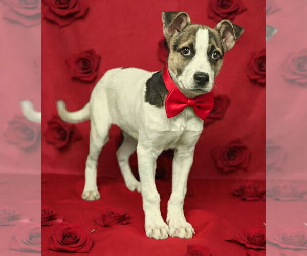 Medium Photo #5 Mutt Puppy For Sale in Talladega, AL, USA