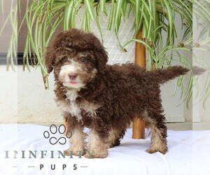 Bernedoodle (Miniature) Puppy for sale in NARVON, PA, USA