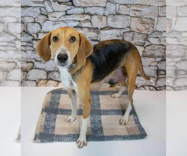 Medium Photo #2 Treeing Walker Coonhound-Unknown Mix Puppy For Sale in Kennesaw, GA, USA
