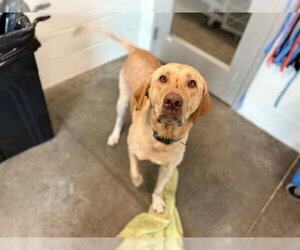Labrador Retriever Dogs for adoption in Tavares, FL, USA