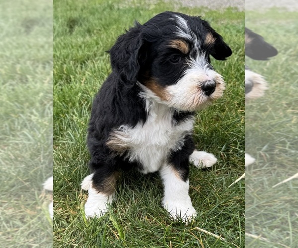 Medium Photo #11 Bernedoodle Puppy For Sale in LONGMONT, CO, USA