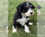 Small #10 Bernedoodle