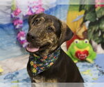 Small Labrador Retriever Mix