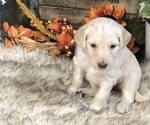 Small Photo #9 Goldendoodle Puppy For Sale in MARQUAND, MO, USA