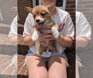 Medium Pembroke Welsh Corgi