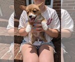 Puppy Puppy 3 Pembroke Welsh Corgi