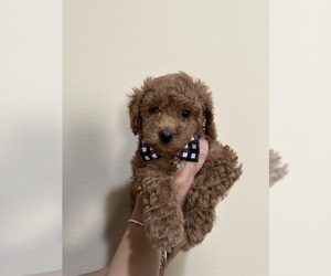 Medium Poodle (Toy)