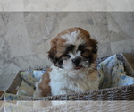 Small Photo #4 Shih Tzu-Zuchon Mix Puppy For Sale in GREENWOOD, WI, USA