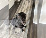 Small #3 Labrador Retriever Mix