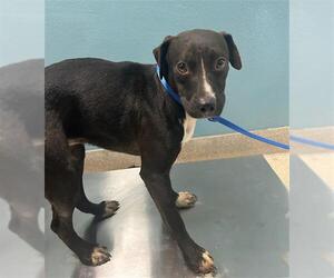 Mutt Dogs for adoption in Newton, NC, USA