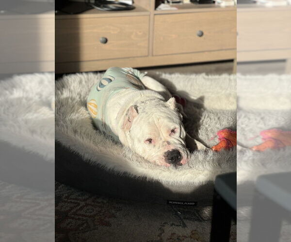 Medium Photo #4 American Bulldog-Unknown Mix Puppy For Sale in Brooklyn, NY, USA